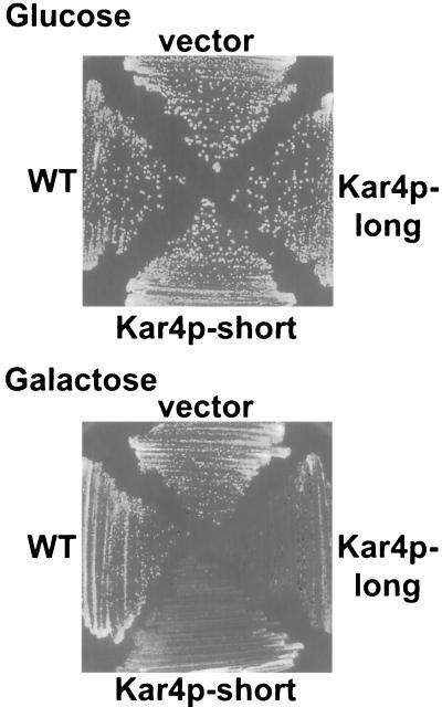 FIG. 5