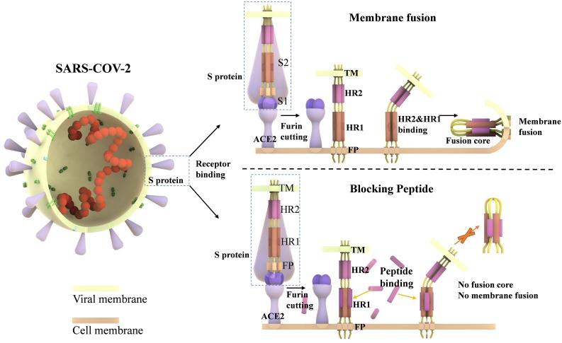 Fig. 6