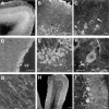 Fig. (2)