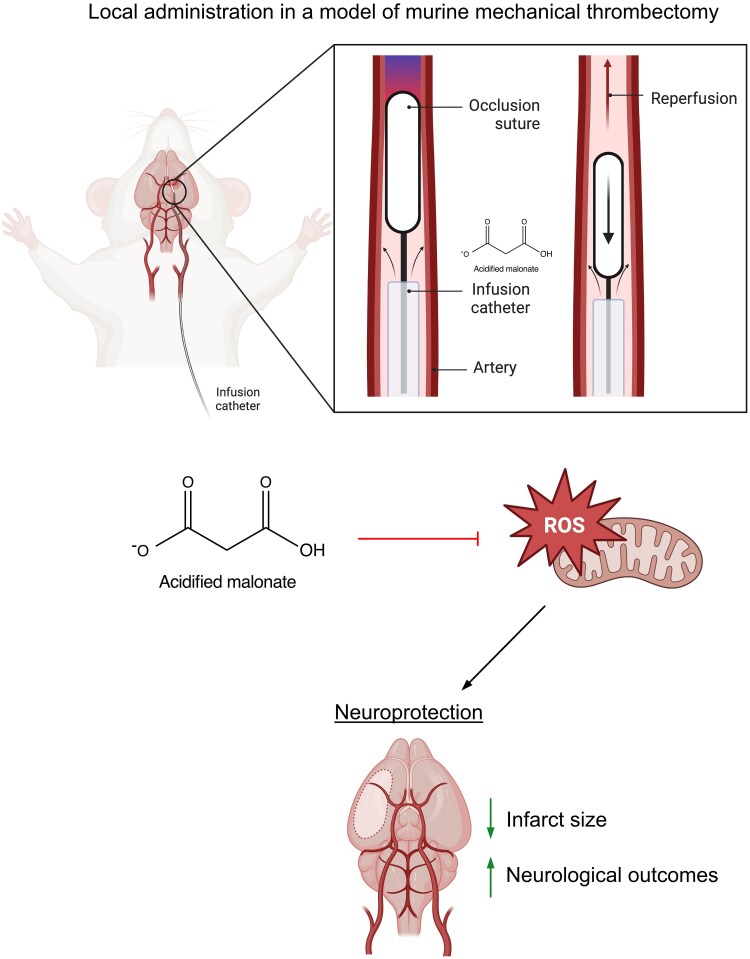 Graphical Abstract
