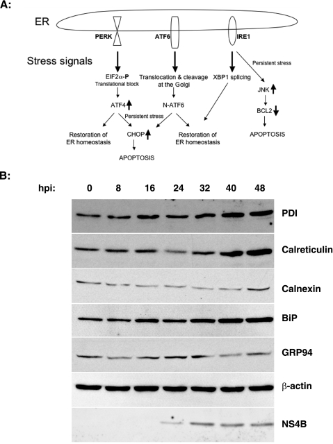 FIG. 1.