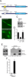 Fig 8