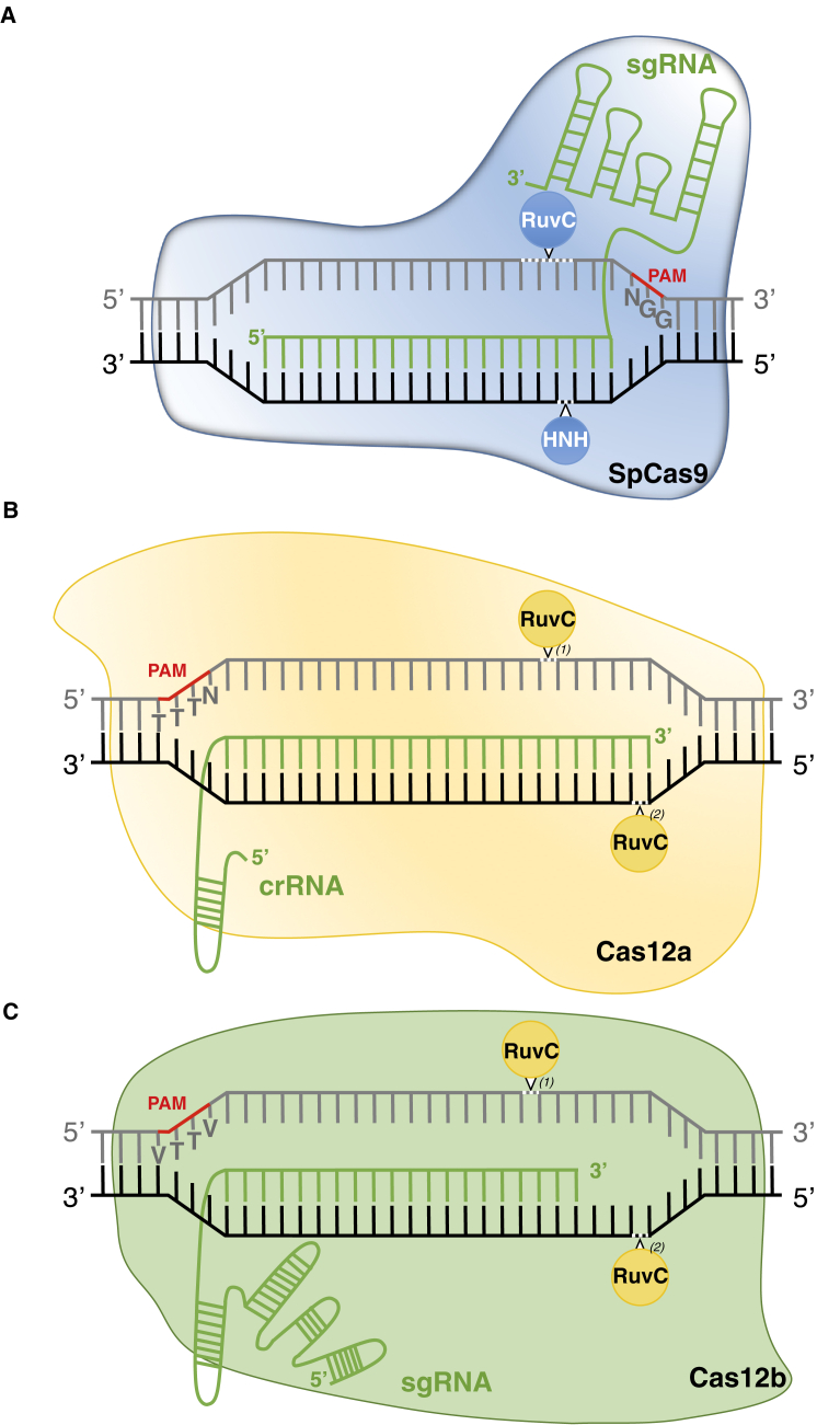 Figure 1