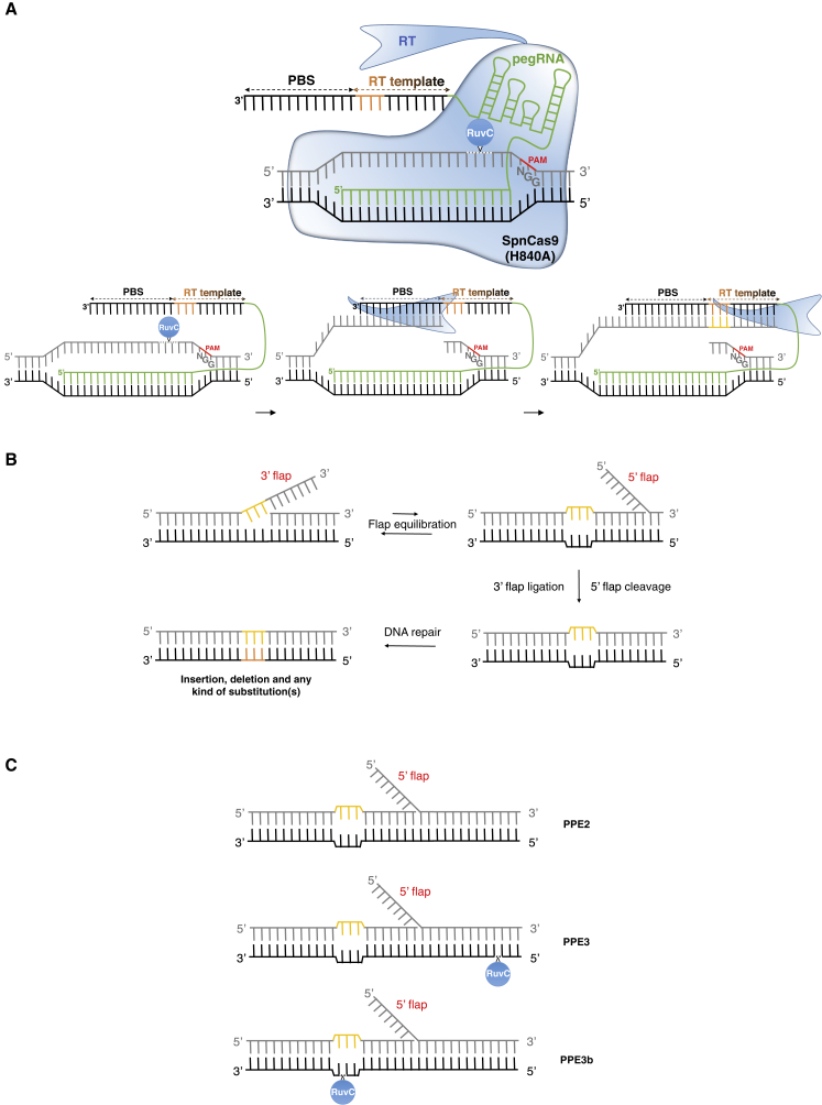 Figure 5