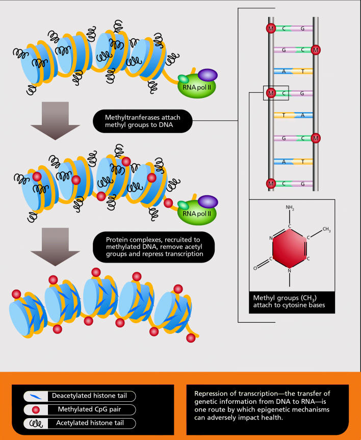 Epigenetics: The Science of Change - PMC