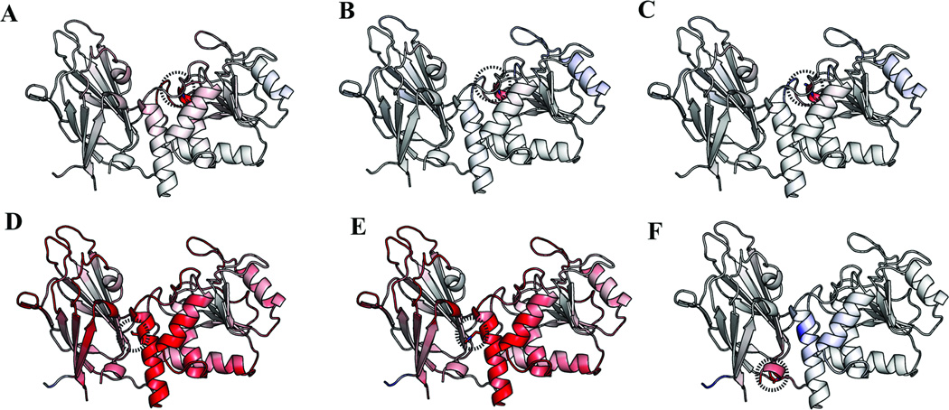 Structural Mutation Analysis of PTEN and its Genotype-Phenotype ...