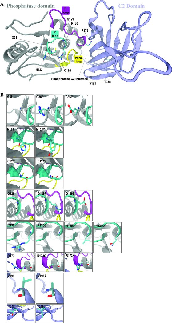 Structural Mutation Analysis of PTEN and its Genotype-Phenotype ...