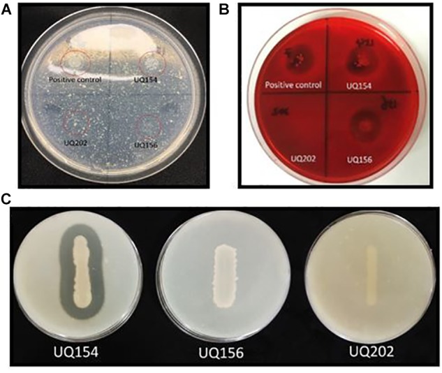 FIGURE 5