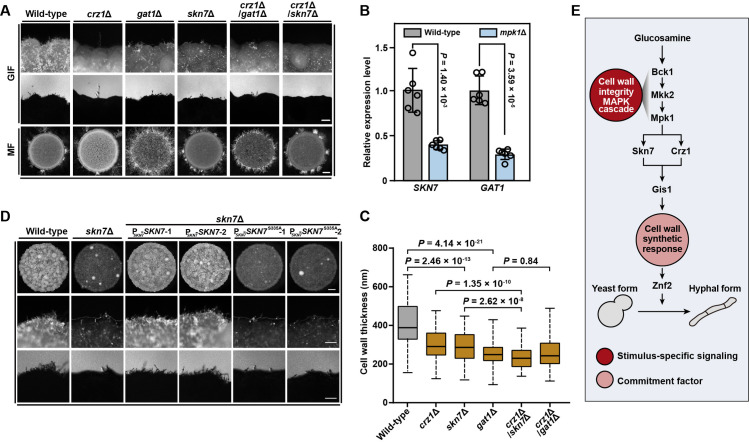 Fig 6