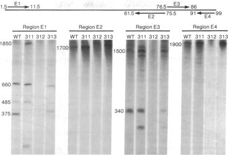 graphic file with name pnas00008-0103-a.jpg