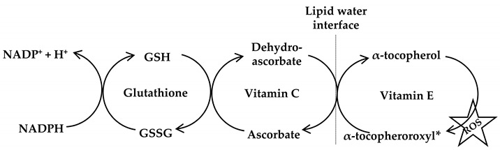 graphic file with name antioxidants-09-01156-i008.jpg