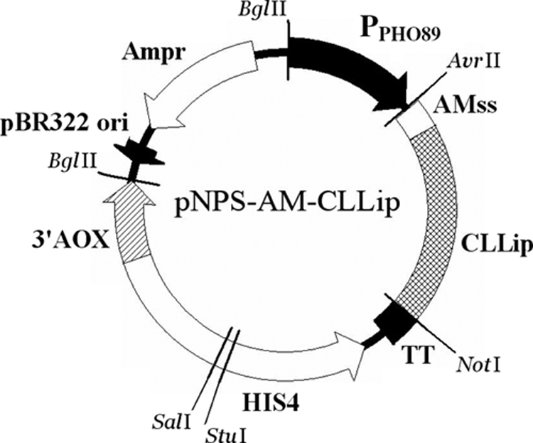 FIG. 1.