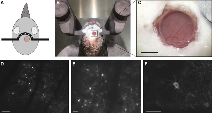 Figure 2