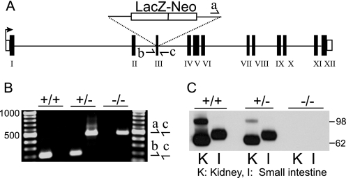 FIGURE 1.