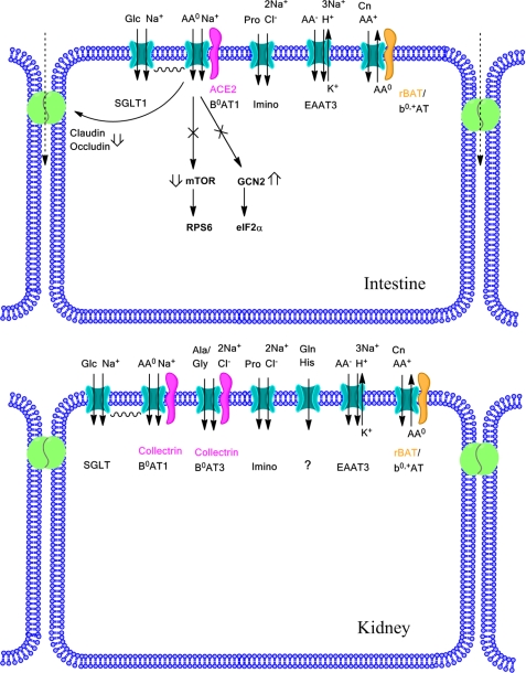 FIGURE 13.