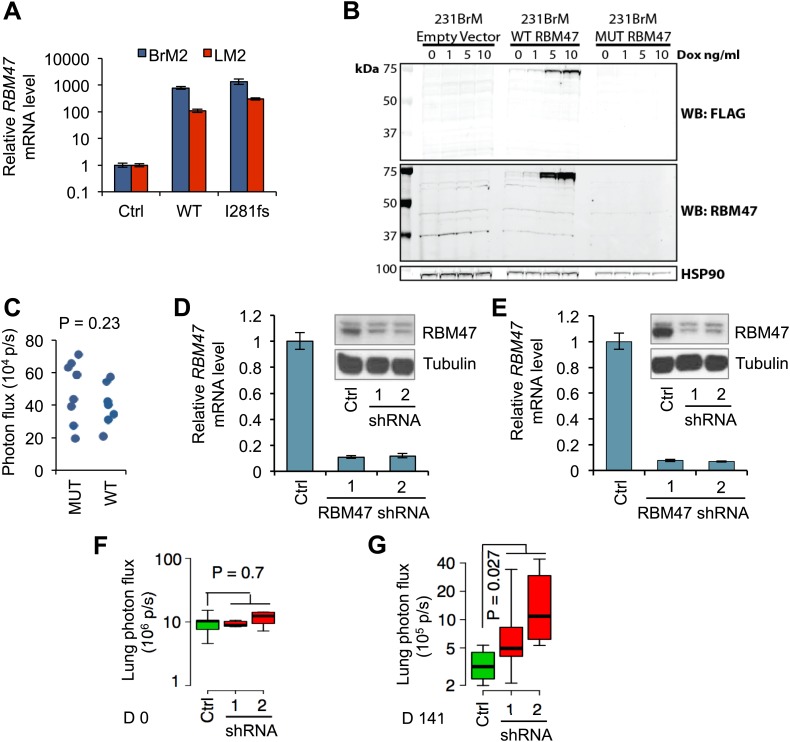 Figure 2—figure supplement 1.