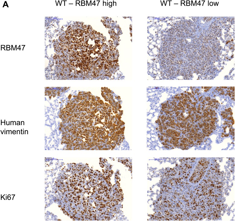 Figure 3—figure supplement 1.