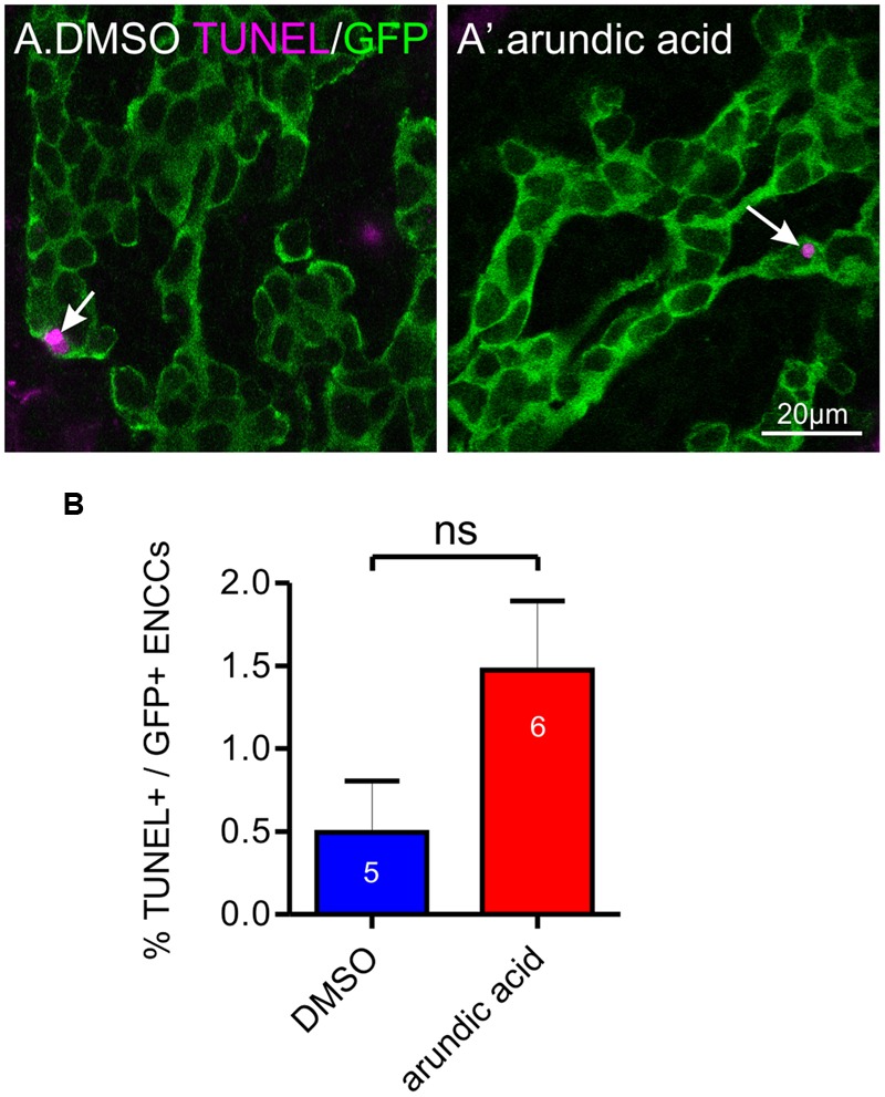 FIGURE 7