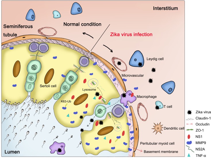 Fig 6