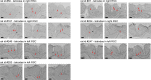 Figure 1—figure supplement 1.
