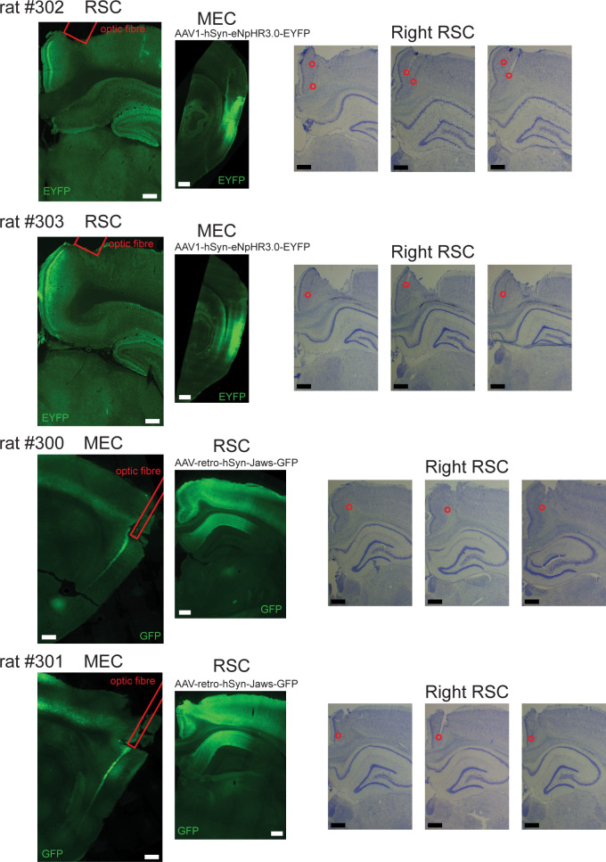 Figure 5—figure supplement 2.