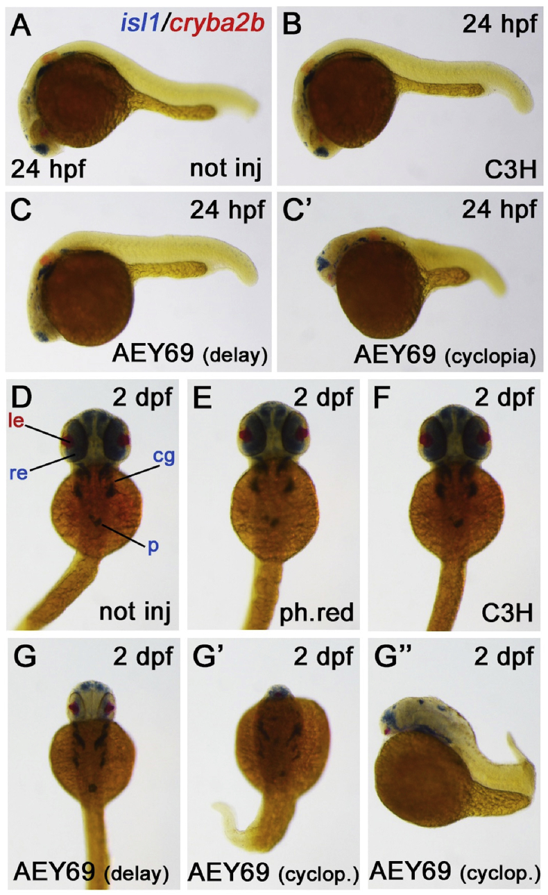 Fig. 13