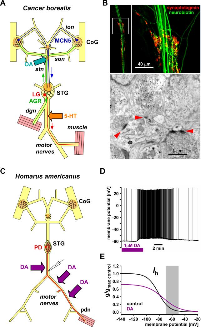 Fig. 14