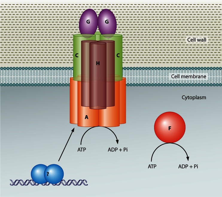 Fig 6