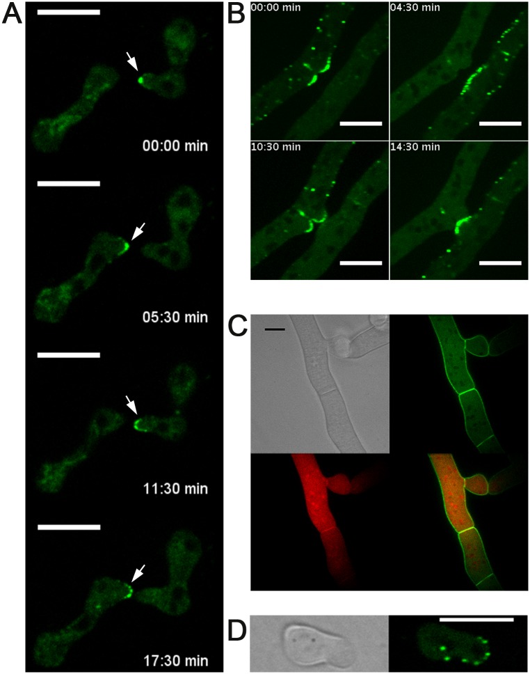 Fig 4