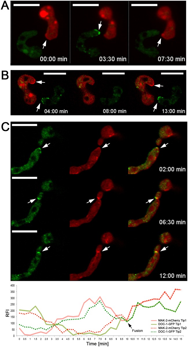 Fig 5