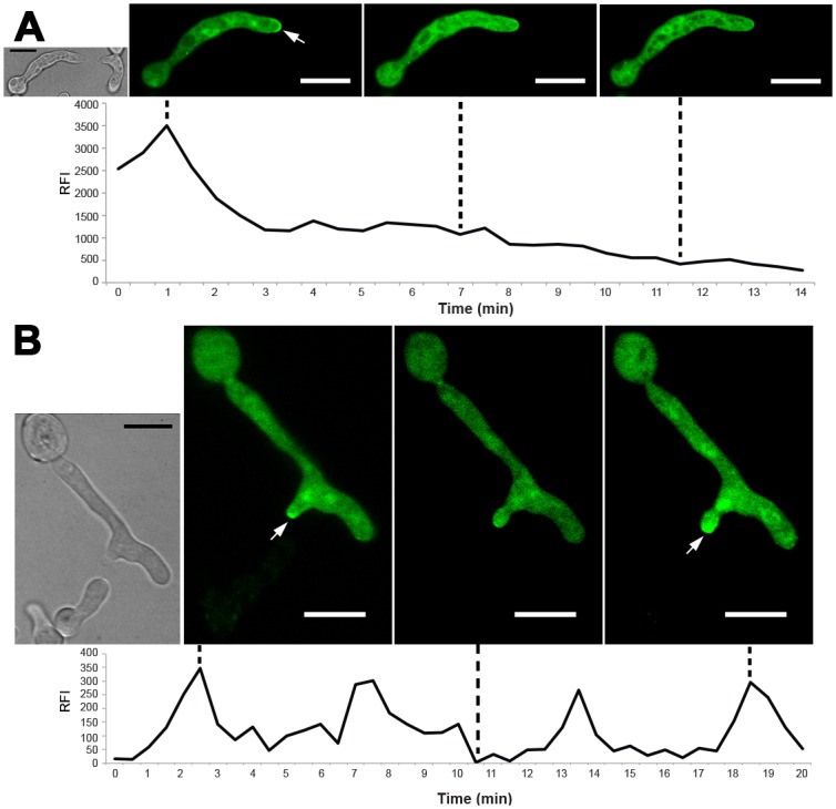 Fig 6