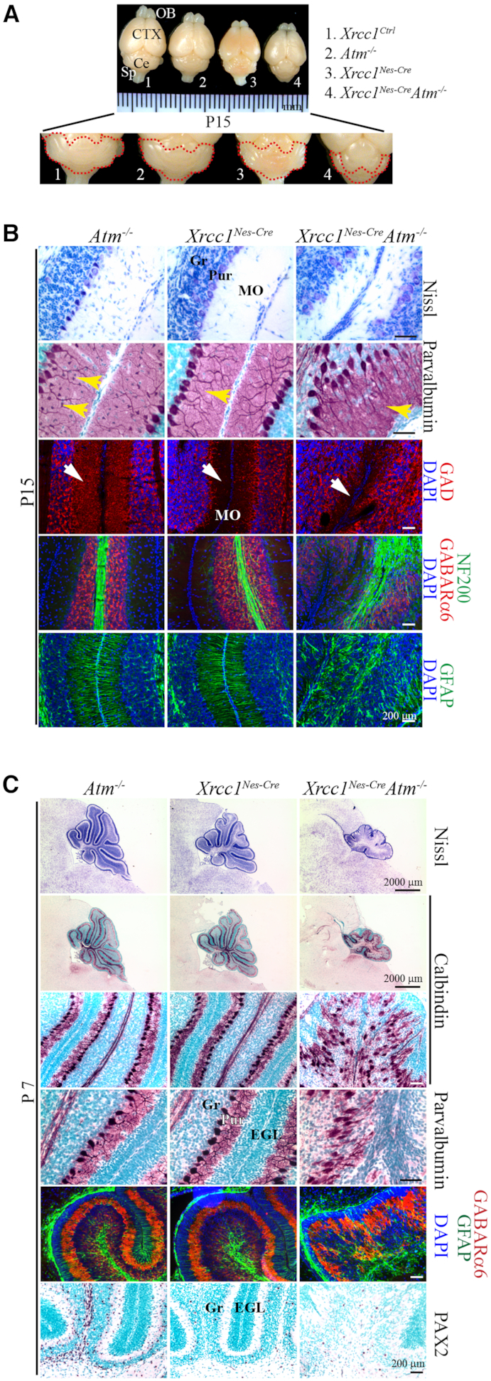 Figure 3.