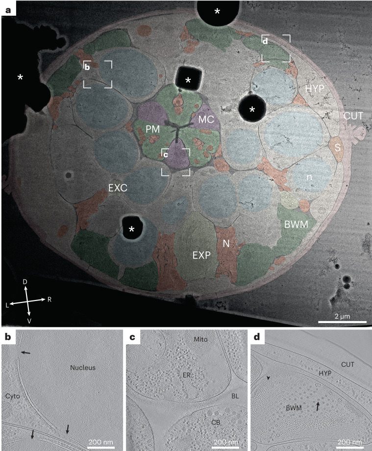 Fig. 4