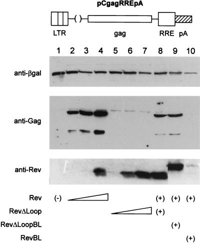 FIG. 5