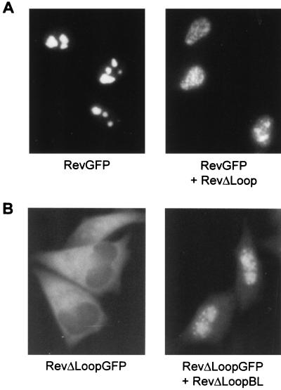 FIG. 7