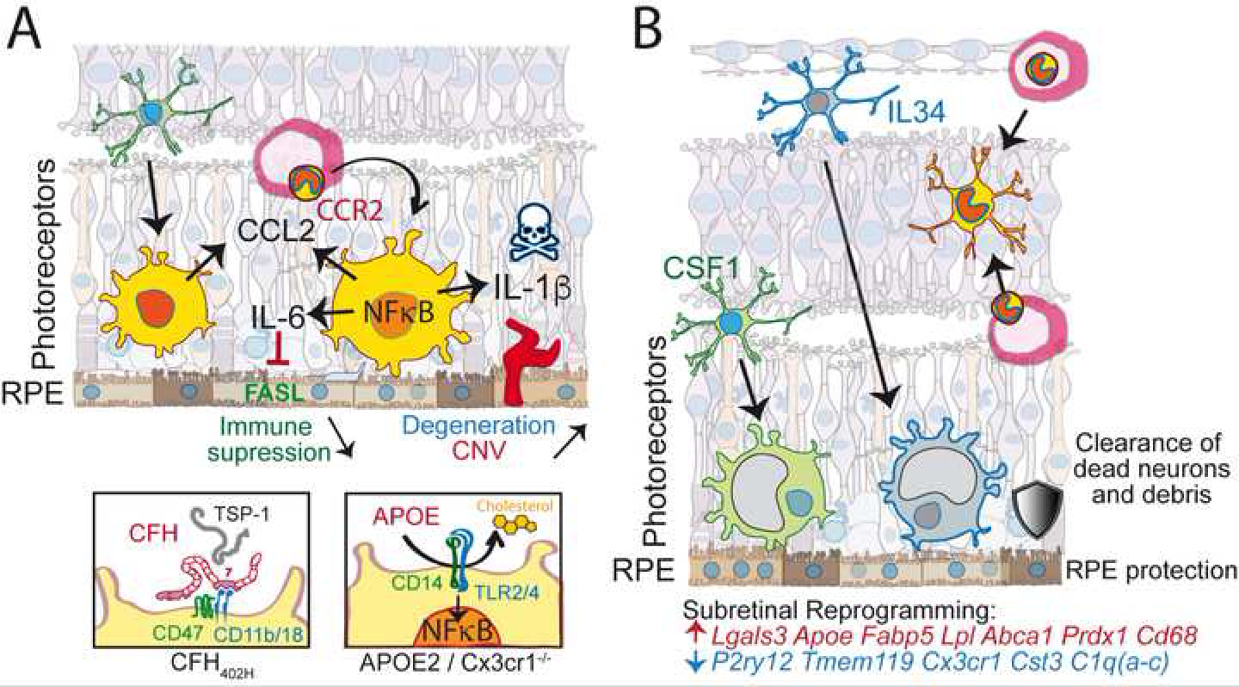 Figure 2: