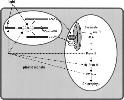 Figure 9.