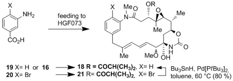 Scheme 5