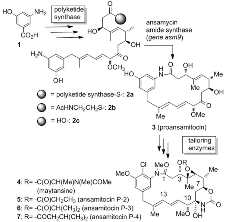 Scheme 1