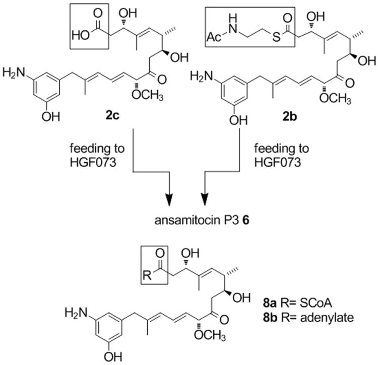 Scheme 2