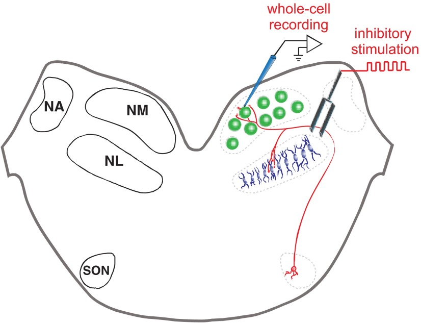 Fig. 1.