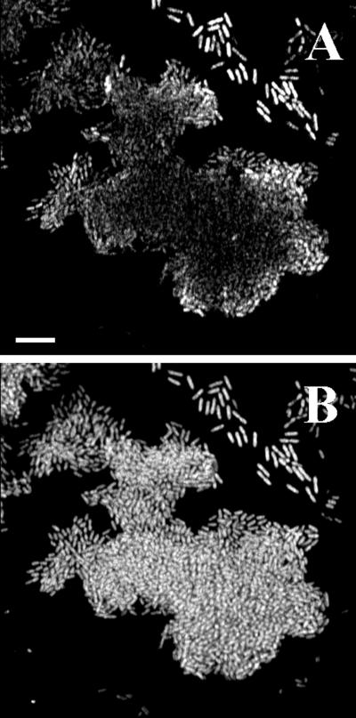 FIG. 5