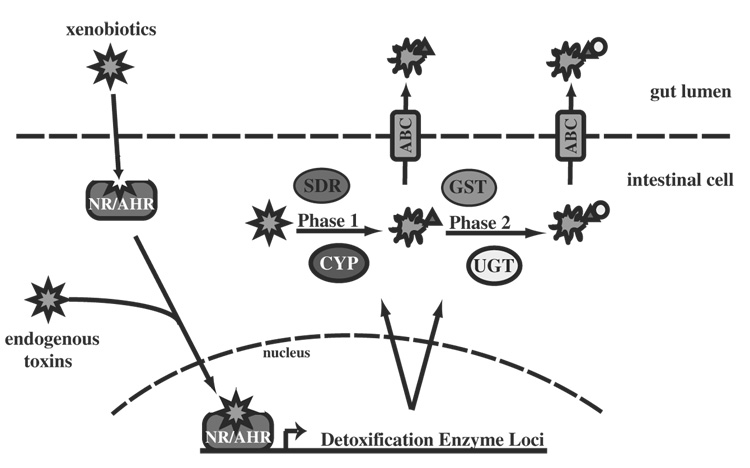 Fig. 1