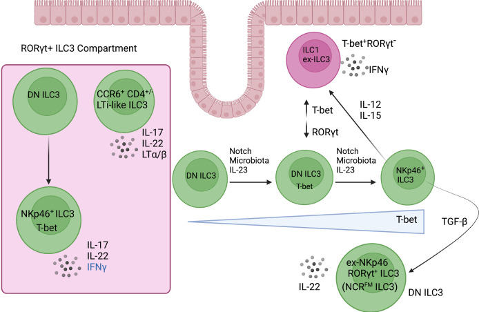 Figure 3