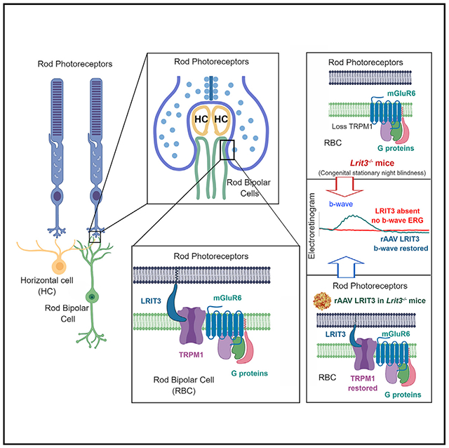 graphic file with name nihms-1531692-f0006.jpg