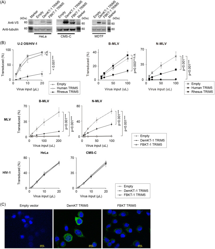 FIG 6