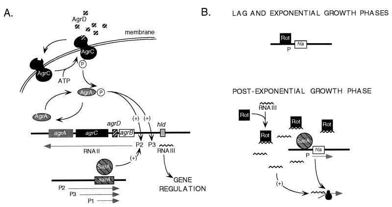 FIG. 1