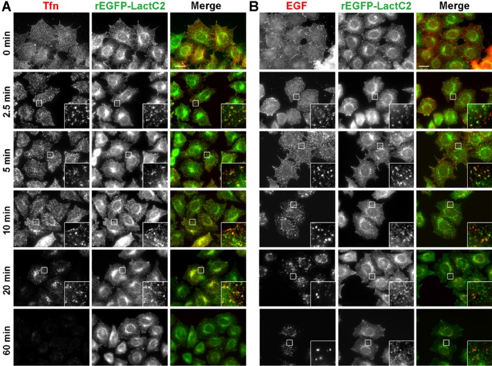 FIGURE 3: