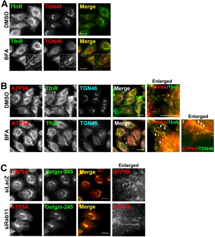 FIGURE 2: