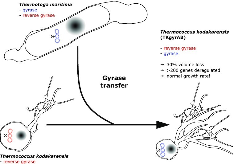 Graphical Abstract